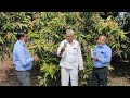 5 in 1 nissodium fungicide in mango agriculture dhanuka dhanukaagritech nissodium s b sonagra