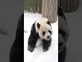 잘생긴 얼굴 자랑하는 러바오🐼 러바오 lebao panda