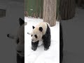 잘생긴 얼굴 자랑하는 러바오🐼 러바오 lebao panda