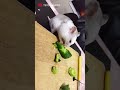 mukbanger hamster cucumber eating sound