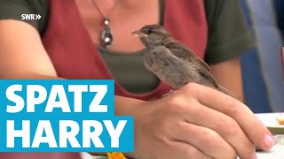 Kleiner Spatz Harry ist auf den Mensch gekommen