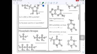 Nucleotide Doodle Notes