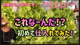 【花屋】花屋が選ぶ新鮮な切り花仕入れました！#142