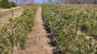 White pine tree plantings tips  for beginners    Best Size to Plant