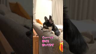 お兄ちゃんの帰りをじっと待つ犬。 #shorts  #待つ  #お兄ちゃん大好き