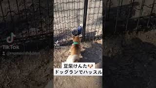 【走る走る】豆柴けんた、ドッグランでハッスル🐶