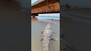 WOW DIGANGGU BUAYA BESAR DIBAWAH JEMBATAN #crocodile #vidioshorts #feedshorts