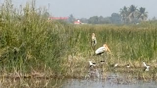 Bhigwan Bird Sanctuary | Flamingo Bird | Ujjani Dam