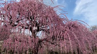 2023/02/20　超見頃です！　南楽園梅まつり　その５　〜愛媛県宇和島市〜