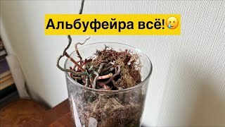 А Кадиллак и Сапорита живее всех живых! 🔥🌸