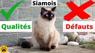 Comportement du Chat Siamois 👉Caractère -  Défauts \u0026 Qualités