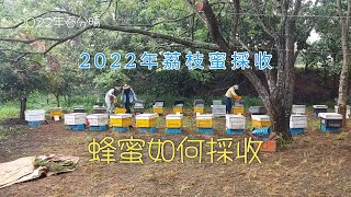 2022年八卦山蜂蜜採收|龍眼蜜|荔枝蜜|職業場採收蜂蜜過程Honey Collection Process in Central Taiwan