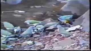 Waterholes and Finches in NT and WA - Ray Ackroyd