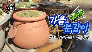 모개의일상 | 가을맞이 바위솔 분갈이 및 화분 정리하는 날! | 국산토분 마마스스튜디오 푸딩팟 | 시골일상