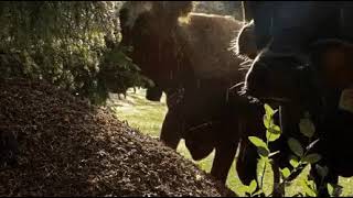 Colony of acid spraying ants attack cows