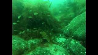 diving at rosehearty scotland no 2