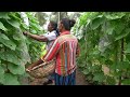 wetakolu wagawa වැටකොළු වගාව වැටකොලු වගාව ridge gourd cultivation ridge gourd home gardening sinhala