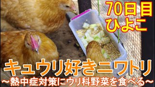 ニワトリはキュウリ好き～暑さと熱中症の対策に成鶏とヒヨコが大好物のウリ科野菜を食べる～