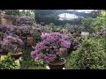 Linh Sam | Desmodium | Bluebell Bonsai Of Le Quang Truong Le