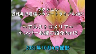 【福花園種苗株式会社】 西軽井沢フラワートライアル2021秋　アルストロメリアご紹介part2