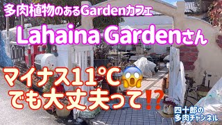 【多肉植物】🍰Lahaina Gardenさん　マイナス11℃😱でも大丈夫って⁉️