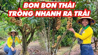 Cây giống bòn bon thái kinh tế ổn định dễ trồng nhanh ra trái