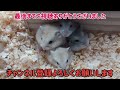 生後10日の赤ちゃんハムスターとママのコロネちゃん‧˚₊*̥10 days old baby hamster and mom korone♡◡̈*