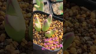 빌로붐 #코노피튬 #다육식물 #식테크 #반려식물 #conophytum #succulent #plants #빌로붐 #영탁 #신사답게