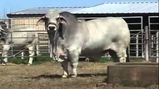 JDH WOODSON DE MANSO 206;TORO BRAHMAN