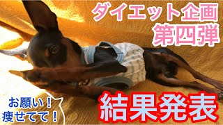 【ミニピン】ダイエット企画第四弾④/飼い主チャレンジ/大河9ヶ月 ♂