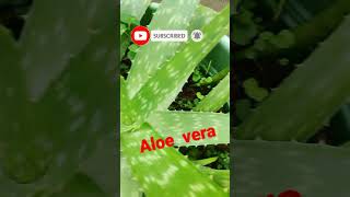 මේ කුමරි රසයි ගුණයි aloe  vera (komarika ) #osu #aloevera  #plant #shorts