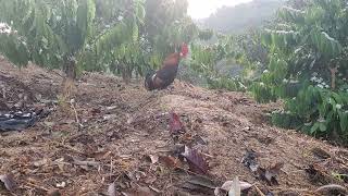 Trap wild chicken with crowing sound 03/010/2025