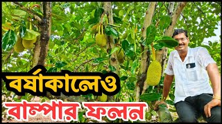 ২ টাকা খরচ করে ১৫০ টাকা আয় - বারোমাসি কাঁঠাল | Baromasi Kathal | এঁচোড় চাষ করে লাখ টাকা আয়