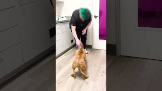 Guy Comes Home From Work With A Stray Dog | The Dodo  #dog #thedodoanimals