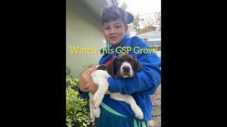 See a German Shorthaired Pointer (GSP) Puppy Grow from 6 Weeks to 6 Months!