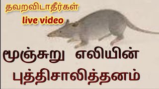 என்ன ஒரு திறமை/மூஞ்சுறு எலி /moonjur eli in tamil