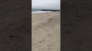 On Rockaway Beach With Many Seagulls