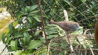 Hobi Memikat burung merbok  kampong