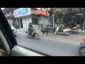 Dog in Bali