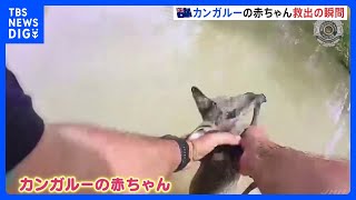 洪水被害拡大の豪 ボートでカンガルーの赤ちゃん救出　近くにはワニ目撃情報も｜TBS NEWS DIG