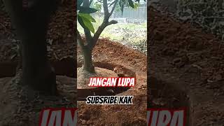 Proses pemindahan pohon mangga #tangerangbanten #shrots