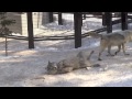 雪面でゴロンと・・シンリンオオカミ~wolf shows the belly