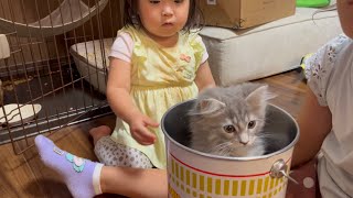 あざとかわいいシチュエーションで期待通りの動きをする子猫　サイベリアン