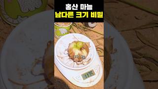 홍산 마늘! 남다른 크기의 비밀