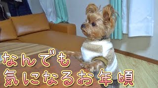 【ヨークシャテリア】見るもの全てが気になるヨークシャテリア【Yorkshire Terrier】