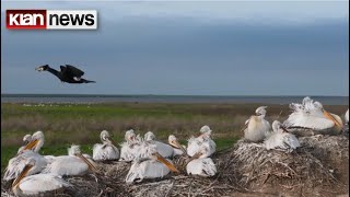 Klan News - Zbulohet një tjetër vatër e gripit të shpendëve