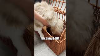 猫和老鼠诚不欺我 #乔巴日记