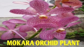 MOKARA ORCHID PLANT