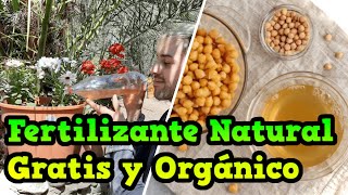 Increíble FERTILIZANTE Liquido y Natural Para Plantas | Abono Casero de Arroz y Legumbres!