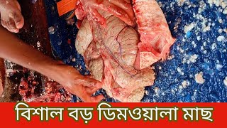 বিশাল বড় ডিমওয়ালা মাছের কাটিং ভিডিও | Cutting video of giant egg fish #fishcuttingvideo